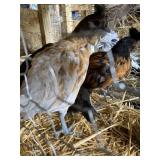 Barnyard Mix Chickens