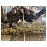 Old English Bantams