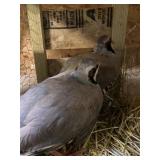 Pair Chukar