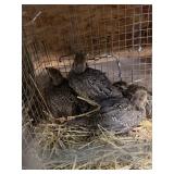 (4) Young Chukar