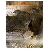 (4) Young Chukar