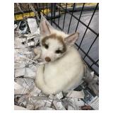 Cinnamon Artic Marble Red Fox