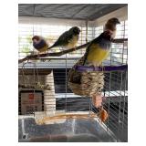 (4) Finch