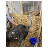Unsexed Ostrich - Last Fall Hatch