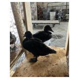 Call Ducks