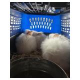 Lionhead Bunnies