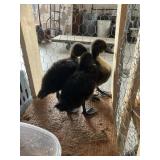 Call Ducks