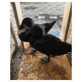 Call Ducks