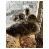 Call Ducks