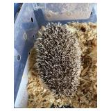 Hedgehog