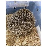 Hedgehog