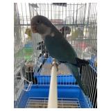 Quaker Blue Male