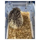 Hedgehog