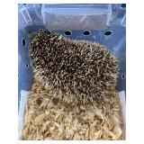 Hedgehog