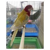 Lutino Rosella Male