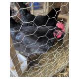 Midnight Maran Hens