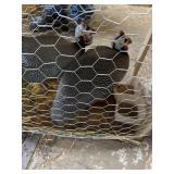 Pearl Guinea Females