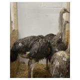 Unsexed Ostrich - Last Fall Hatch