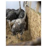 Unsexed Ostrich - Last Fall Hatch