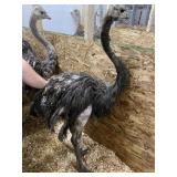 Unsexed Ostrich - Last Fall Hatch