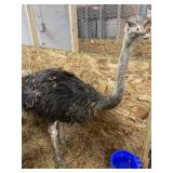 Unsexed Ostrich - Last Fall Hatch