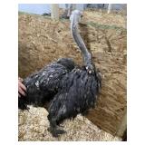 Unsexed Ostrich - Last Fall Hatch