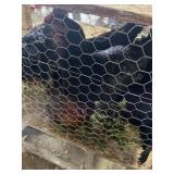 Laying Hens