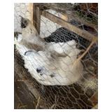 Zombie Hens