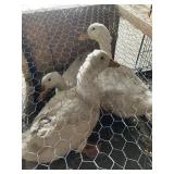 pekin hens