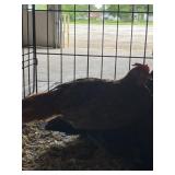 Seabright Rooster