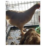 Buff Brahmas