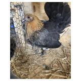 Hen with 4 chicks