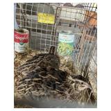 jap quail
