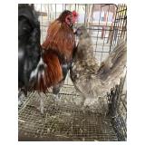 pair of chickens