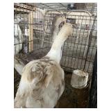 geese