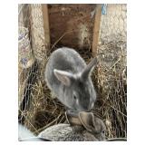 grey bunnies