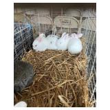 bunnies
