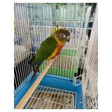 Sun Conure Male