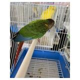 Green Cheek Conure Male