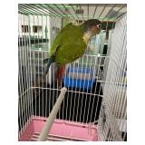 Green Cheek Conure Male