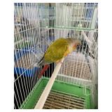 Pineapple Conure Female