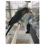 Quaker Blue Male