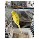 Yellow Parakeet Male