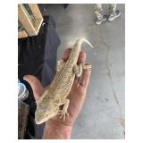 Bearded Dragon Female