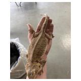 Bearded Dragon Female