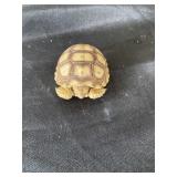 Sulcata Tortoise