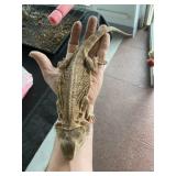 Bearded Dragon Female