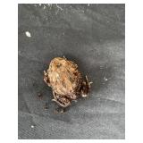 Coffee Paceman Frog