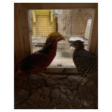 Red Golden Pheasant Pair