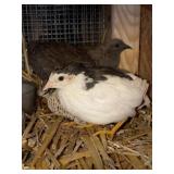 Button Quail